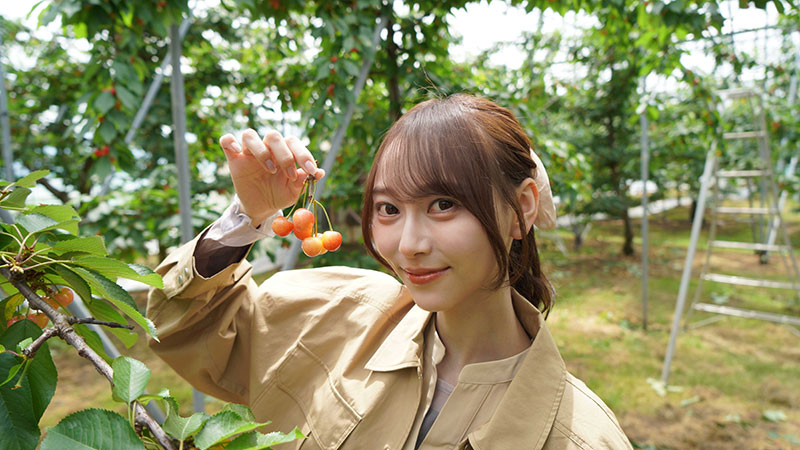 さくらんぼ狩りを体験する弓木奈於