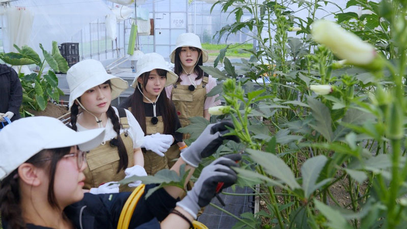 生徒さんのお手本参考に、オクラの収穫に挑戦する