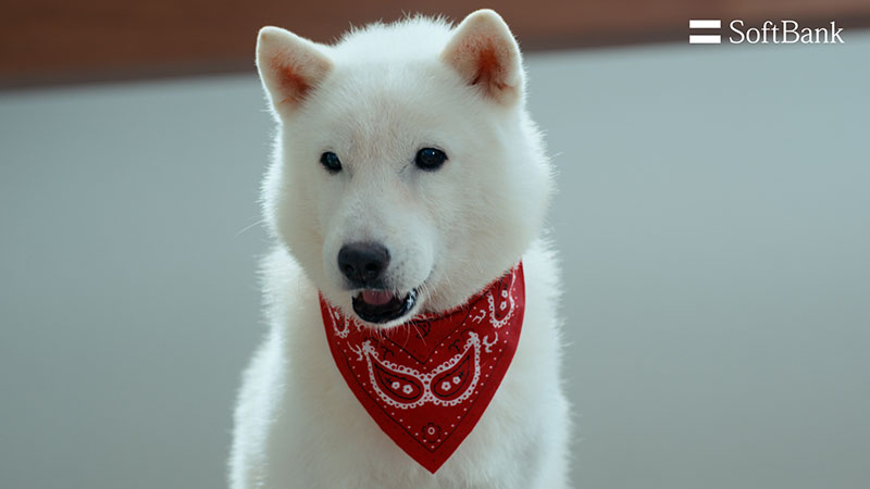 ソフトバンク株式会社新ウェブCM「スマホデビュー祭 お宅訪問」篇より