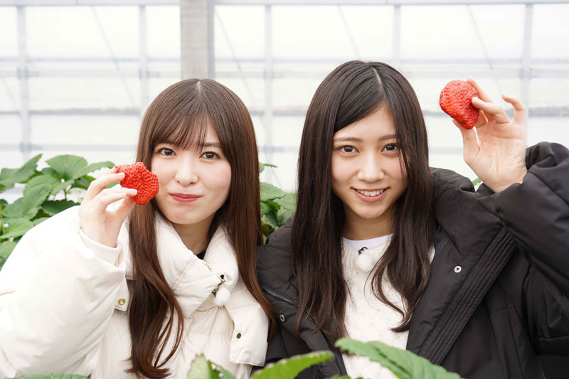 大きいいちごに大喜びの乃木坂46・小川彩と川端晃菜